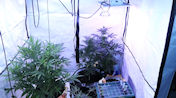 Indoor-Plantagen-Zelt
